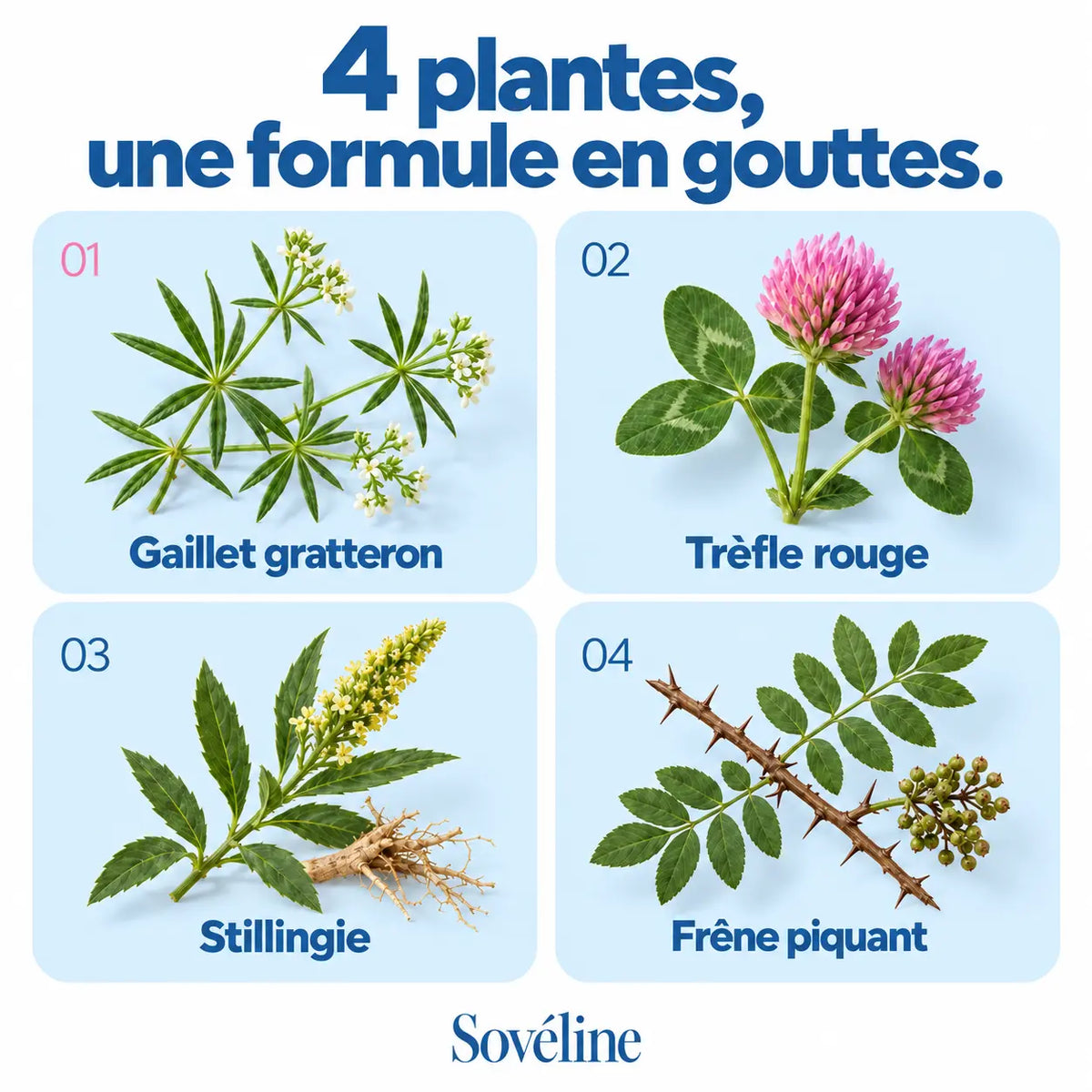 Gouttes Drainantes 4 Plantes